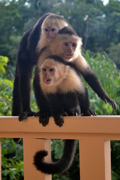 Manuel Antonio, Hotel Costa Verde - Still more monkeys than people! Costa Rica, Wildlife Nature, Tree Frogs, Keel Billed Toucan, Three Toed Sloth, Capuchin Monkey, Red Eyed Tree Frog, Glass Frog, Exotic Animals