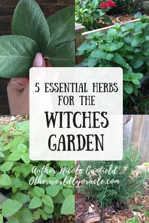 Lattice In Garden, Witches Garden, Herbal Witch, Witchy Garden, Witchcraft Herbs, Magickal Herbs, Witch Herbs, Green Witchcraft, Healing Garden