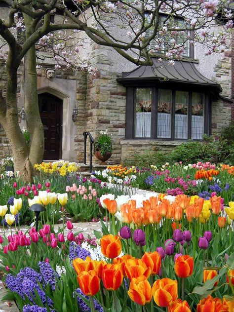 30+ Stunning Tulip Planting Ideas - Garden Tabs Garden Bulbs, Landscaping Flowers, Planting Tulips, Outdoor Garden Lighting, Flowers Gardening, Garden Wallpaper, Mortgage Tips, Tulips Garden, English Cottage Garden