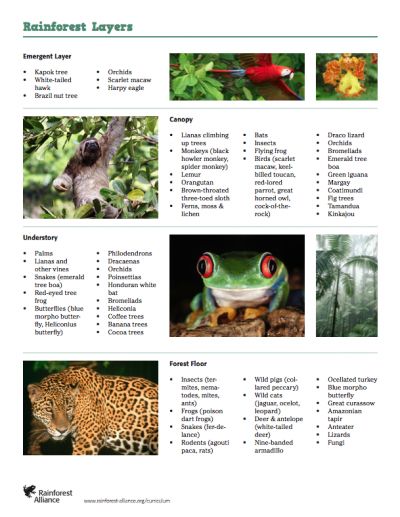 Costa Rica, Layers Of The Rainforest Activities, Animals In The Rainforest, Rainforest Layers, Animals Of The Rainforest, Rainforest Insects, Layers Of The Rainforest, Rainforest Preschool, Rainforest Ecosystem