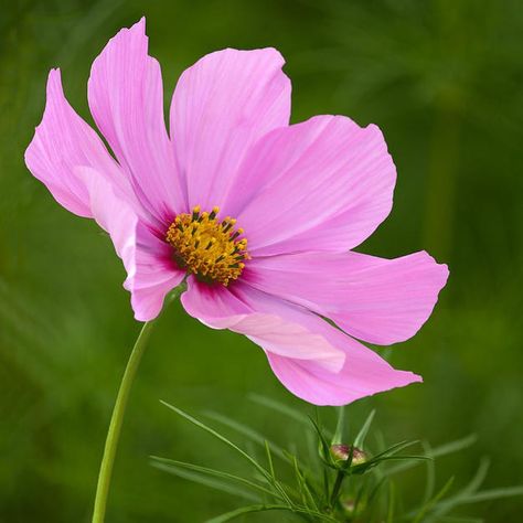 Image may contain: flower, plant, nature and outdoor Nature, Cosmos Flower Aesthetic, Cosmos Painting, Aesthetic Wallpaper Ipad, Flower In Garden, Flower Aesthetic Wallpaper, Pink Cosmos, Photograph Wall, Cosmos Flowers