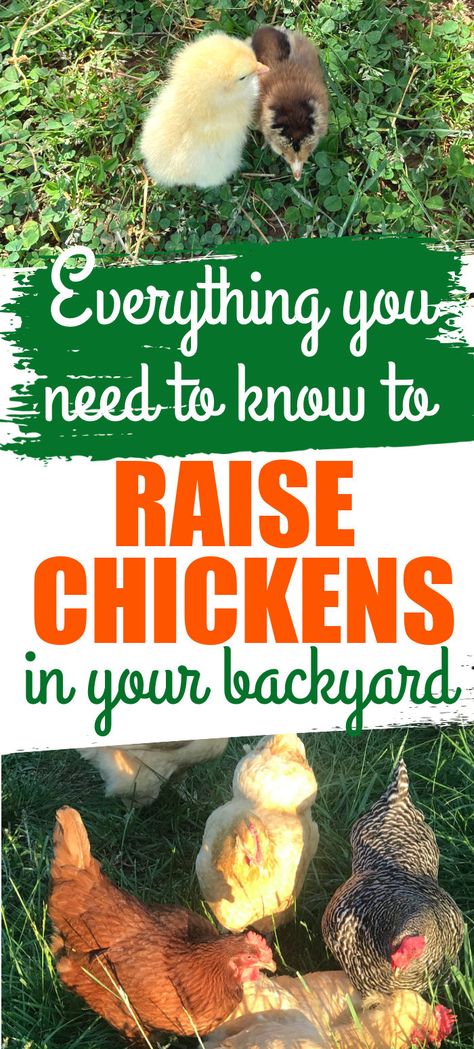 Chickens Losing Feathers, Chicken Breeds For Eggs, Urban Chicken Farming, Raising Chicken, Raising Chicks, Types Of Chickens, Diy Chicken Coop Plans, Backyard Chicken Farming, Homestead Chickens