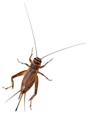 How to Get Rid of Crickets Getting Rid Of Crickets, Cricket Insect, Get Rid Of Spiders, Types Of Bugs, Flea Spray, Cnidaria, Natural Pesticides, Types Of Insects, Best Pest Control