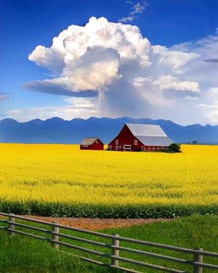 Flathead Valley Canola, Montana Country Life, Old Barns, Big Sky Country, Lukisan Cat Air, Alam Yang Indah, Big Sky, 그림 그리기, Nature Pictures, Belle Photo
