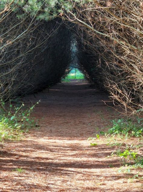 Tunnel Of Trees, Dark Tunnel, Vernal Pool, Tree Tunnel, Come Closer, Michigan City, Nature Preserve, Travel Places, Incredible Places