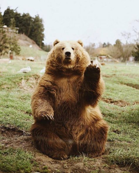 Just some bears saying "hi" to you - Album on Imgur Instagram, Instagram Photo, On Instagram