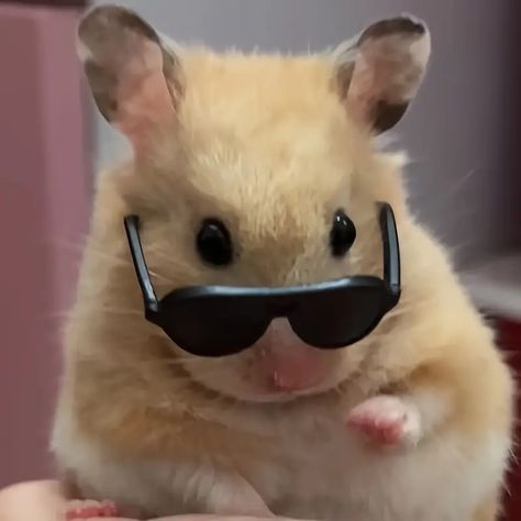 Parrot Intercom Hamster Funny Small Sunglasses Heart-shaped Glasses Gentleman Hat Hamster Toys - Temu Hamster Memes Funny, Hamster Funny, Hamster Pics, Funny Hamster, Hamster Life, Gentleman Hat, Cutest Pets, Small Sunglasses, Hamster Toys