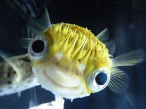 1000+ ideas about Saltwater Fish Tanks on Pinterest | Aquarium ... Saltwater Tank, Creature Marine, Fauna Marina, Salt Water Fish, Beautiful Sea Creatures, Water Animals, Cute Fish, Underwater Creatures, Underwater Life