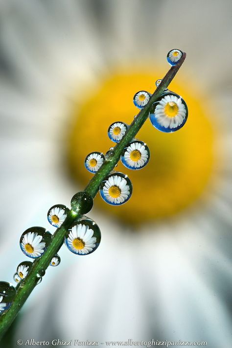 Macro Photography Water, Water Droplets Photography, Macro Fotografia, Macro Fotografie, Macro Photography Tips, Water Drop Photography, Foto Macro, Macro Photography Nature, Micro Photography