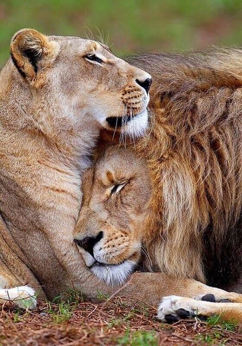 Lion hugs Cheetahs, Regnul Animal, Cele Mai Drăguțe Animale, Gato Grande, 골든 리트리버, Lion And Lioness, Lion Love, Animal Photo, 귀여운 동물