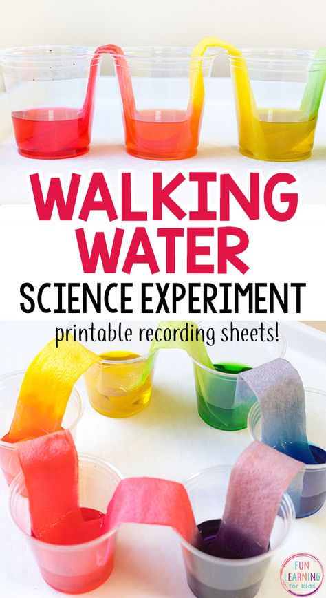 Walking Water Science Experiment, Walking Water Experiment, Rainbow Science, Water Science Experiments, Rainbow Experiment, Walking Water, Spring Science, Easy Stem, Science Experiment For Kids