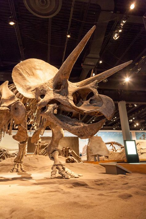 National Geographic Archives, Fossil Bones, Animal Skeletons, Dinosaur Skeleton, Canada Photos, Dinosaur Fossils, Dinosaur Art, Prehistoric Creatures, Prehistoric Animals