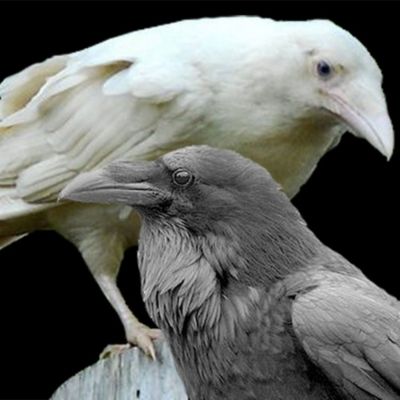 Albino Raven. Crow Reference, White Raven, White Birds, Albino Animals, Crows Ravens, Animale Rare, Amazing Animals, Birds Of Prey, Arm Sleeve