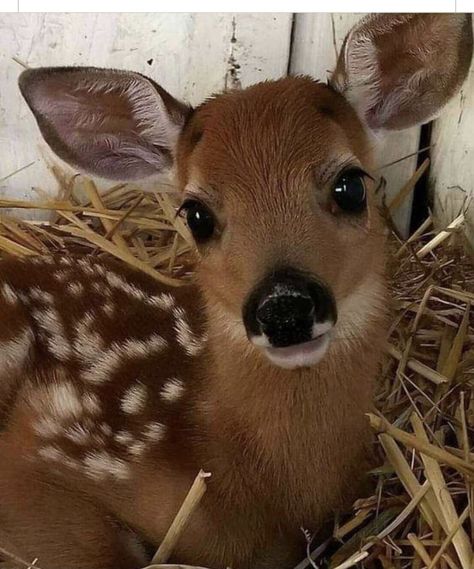 Regnul Animal, Deer Pictures, Pretty Animals, Silly Animals, Cute Wild Animals, Baby Deer, Cute Creatures, Sweet Animals, Cute Little Animals