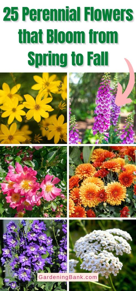 All Season Flower Bed Perennials, Perrineals Flowers, Nature, Spring Summer Fall Perennial Garden, Corner Perrenial Garden, Spring Perennial Garden, Easy Perennials Landscaping, Front Yard Perennial Landscaping Ideas, Wild Flower Gardens Backyards