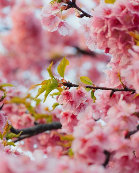 Saitama, Cherry Blossoms, Spring Flowers Photography, Flower Photography, Spring Flower, Flowers Photography, Spring Time, Spring Flowers, Cherry Blossom