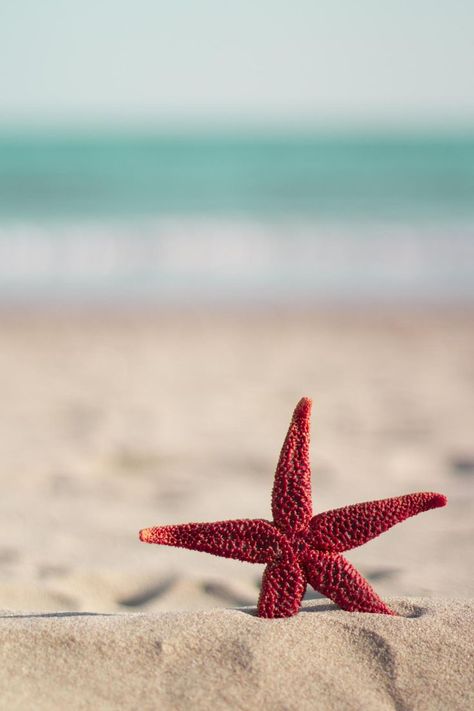 Red starfish on the beach | Wallpaper iphone summer, Beach wallpaper, Summer backgrounds Beach Wallpaper Iphone, Whats Wallpaper, Wallpaper Iphone Summer, Fotografi Editorial, Summer Backgrounds, Ocean Wallpaper, Beach Wallpaper, Backgrounds Phone Wallpapers, Summer Wallpaper