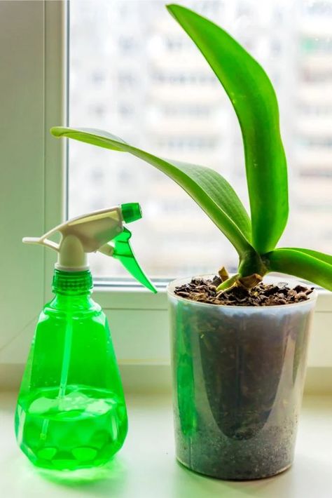 Knats Killer Diy For Plants, Gnat Spray, Gnats In House Plants, Fruit Flies In House, Gardening Inside, How To Get Rid Of Gnats, Fungus Gnats, Grow House, Plant Inspiration