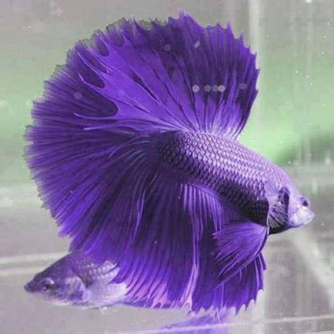 Half moon violet betta fish Ikan Laga, Purple Fish, Ikan Air Tawar, Pretty Fish, Air Tawar, Beta Fish, Underwater Life, Haiwan Peliharaan, Aquascaping