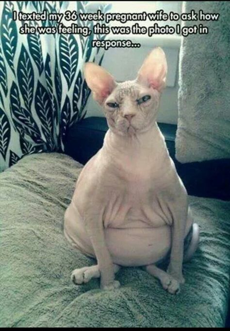 I texted my 36 week pregnant wife to ask how she was feeling, this was the photo I got in response. Grumpy Cats, Sphynx, Koci Humor, Hairless Cat, Fat Cats, E Card, Grumpy Cat, Bones Funny, Crazy Cats