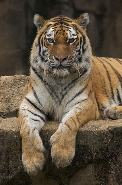 Tiger - one of the most beautiful animals | Flickr Tiger Pictures, Tiger Illustration, Wild Animals Pictures, Big Animals, Most Beautiful Animals, Beautiful Animals, Animal Planet, Nature Animals, 귀여운 동물