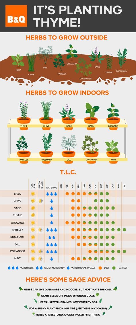 Garden Care, Herb Chart, Plan Potager, Growing Herbs Indoors, Tanaman Indoor, نباتات منزلية, Herb Planters, Indoor Herb Garden, Herbs Indoors