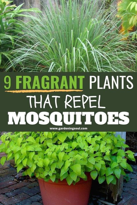 Gardening Hobby, Mosquito Repelling, Mosquito Plants, Natural Insecticide, Natural Mosquito Repellant, Diy Pond, Mosquito Repelling Plants, Fragrant Plant, Natural Insect Repellant