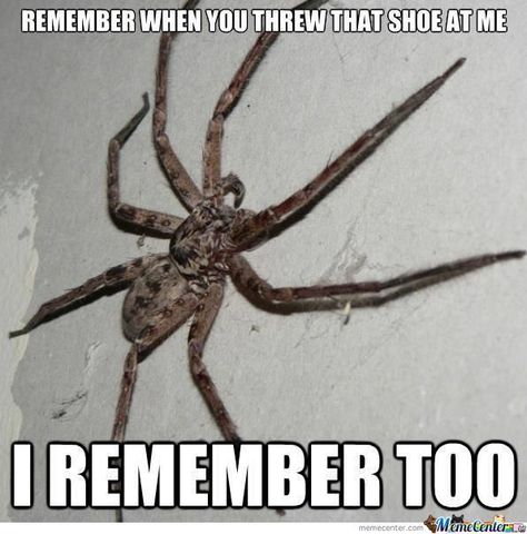 Humour, Funny Spider Memes, Spider Meme, Spiders Funny, Spiders Scary, Very Funny Memes, Ted Talk, Creepy Crawlies, Funny Animal Memes