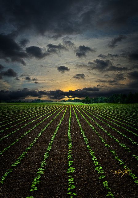 Life Lines, Wisconsin, USA Sun, Plants, Nature, Agriculture, Beautiful Nature, Light Box, The Sun, Green