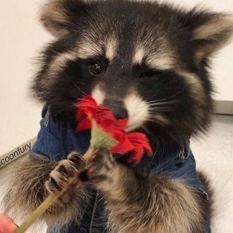 Raccoon Cute, Cute Racoon, Raccoon Tattoo, Trash Pandas, Pet Raccoon, Baby Raccoon, Raccoon Funny, Cute Raccoon, Animal Icon