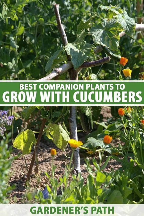 What To Plant With Cucumbers, Companion Plants For Cucumbers, Plant Cucumbers, Cucumber Companion Plants, Plant Carrots, Potato Companion Plants, Planting Layout, Backyard Hacks, Cucumber Plants