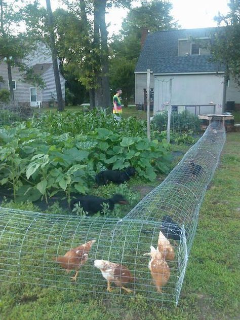 Reban Ayam, Chicken Tunnels, Chicken Coop Garden, Taman Diy, Backyard Chicken Coop Plans, Backyard Chicken Farming, Coop Design, Chicken Coop Designs, Chicken Garden