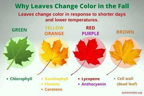 Why Leaves Change Color in the Fall - Chemistry Learn Chemistry, Plant Physiology, Arduino Projects Diy, Leaves Changing Color, Autumn Leaf Color, Changing Leaves, Cell Wall, Evergreen Plants, Natural Sunscreen