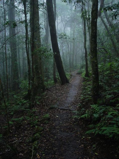 Nature, Wood Path, Dark Naturalism, Dark Forest Aesthetic, Forest Core, Rain And Thunder, Dark Green Aesthetic, Evergreen Forest, Mystical Forest