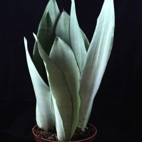 Sansevieria Trifasciata Moonglow Types Of Snake, Sansevieria Plant, Sansevieria Trifasciata, Easy Care Plants, Moon Glow, Snake Plant, Plant Needs, Cacti And Succulents, Tropical Plants