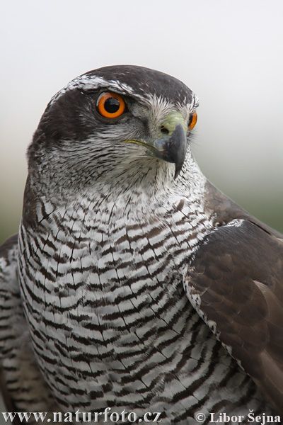 Raptor Bird Of Prey, Northern Goshawk, Raptors Bird, Wildlife Pictures, Wildlife Photos, Owl Bird, Nature Wildlife, Exotic Birds, Birds Of Prey