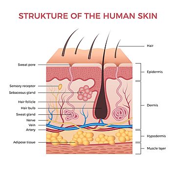 effect,anatomy,vector,design,medicine,nerve,anatomical,growth,under,diagram,layer,science,graphic,sweat,deep,artery,cartoon,detail,normal,physical,human,information,pore,poster,care,hypodermis,physiology,skin,gland,structure,hair,biological,chart,layers,medical,recent,inside,educational,body,adipose,follicle,illustration,epidermis,background,micro,dermis,section,vein,infographic,health,dermatology,bulb,muscle,healthy Skin Layers Anatomy Project, Skin Chart, Esthetician Tips, Skin Types Chart, Skin Anatomy, Integumentary System, Esthetician Marketing, Skin Facts, Typing Skills