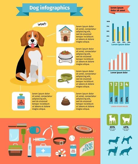 Dog infographics by Microvector on @creativemarket Pet Infographic, Dogs Infographic, Animal Infographic, Dog Infographic, Probiotics For Dogs, Dog Training School, Infographic Inspiration, Dog School, Dog Training Classes