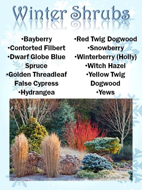 Winter Shrubs of Interest — D&D Excavating and Landscape Service, Inc. Zone 4 Winter Garden, Winter Garden Landscape, Winter Friendly Landscaping, Winter Yard Landscaping, Excavating Yard Landscaping, Red Osier Dogwood Landscape, Dogwood Shrub Landscaping, Canadian Landscaping Ideas, Cold Climate Landscaping