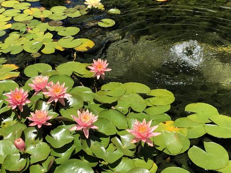 Lily pad in pond of Greystone Mansion, Beverly Hills, built 1928 Lily Pad Pond Aesthetic, Lotus And Lily Pad Tattoo, Lily Pond Aesthetic, Lake With Lily Pads, Pond With Lily Pads, Mansion Beverly Hills, Pond Scenery, Lily Pad Pond, Destop Wallpaper