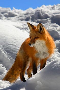 My spirit animal. Love them. Foxes!!!!                                                                                                                                                     More Red Fox, Fox Pictures, Foxes Photography, 강아지 그림, Pet Fox, Arctic Fox, Wild Dogs, Cute Fox, Wildlife Animals