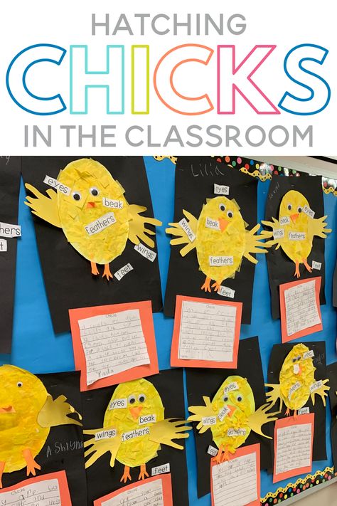 Hatching Chicks In Kindergarten, Life Cycle Of A Chicken Kindergarten, Egg Life Cycle Preschool, Life Cycle Of Chicken Preschool, Egg To Chicken Life Cycle, Egg Hatching Activities Preschool, Egg Hatching Activities, Lifecycle Of A Chicken Craft, Life Cycle Chicken Preschool