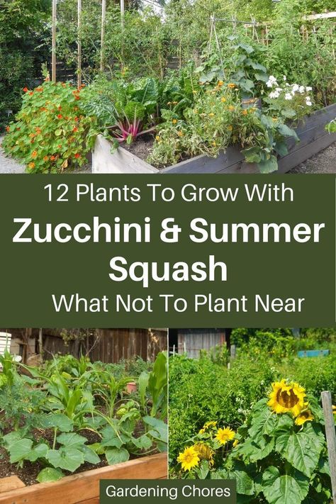 How To Plant Squash Raised Beds, What To Plant With Zucchini, Planting Zucchini In Raised Beds, Companion Plants For Zucchini, Planting Squash In Garden, Squash In Raised Beds, How To Plant Squash, Planting Squash Raised Beds, Growing Squash In Raised Beds