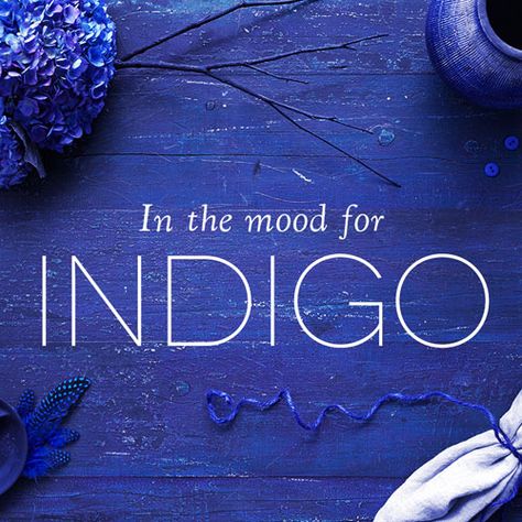 In the mood for indigo Indigo Colour Palette, Coffee Niche, Future Dusk, Indigo Palette, Indigo Aesthetic, Indigo Furniture, Indigo Walls, Indigo Flower, Lady Sings The Blues
