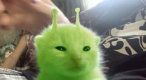 Funny Cursed, Fluffy Critter, Enemy Of The State, Cute Alien, Silly Cats Pictures, Meme Gato, Cat Icon, Silly Images, Silly Animals