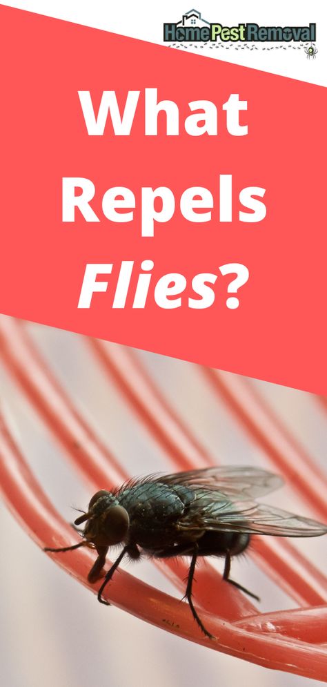 Fly Repellant Diy Outdoors Essential Oil, Diy Fly Repellent Indoor, Keep Flies Out Of House, Best Fly Repellent Keep Flies Away, Keep Flys Away Outdoor, Fly Repellant Diy Outdoors Keep Flies Away, How To Keep Flies Away, What Keeps Flies Away Outside, Diy Fly Repellent Outdoor