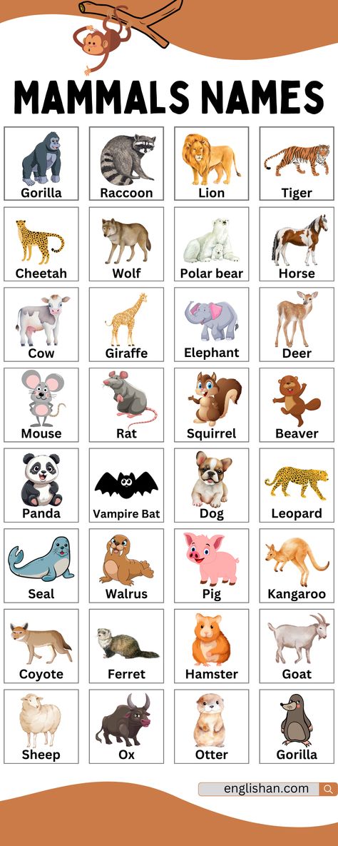 Mammals Names Pictures Of Mammals, Animals Name With Picture, Basic English Grammar Book, Mammals Animals, Animals Name In English, Tomorrow Quotes, Phonics Flashcards, English Posters, Word Map