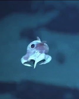A little sea creature propelling itself through the water. Deep Sea Creatures, Dumbo Octopus Gif, Umbrella Octopus, Octopus Gif, Tiny Octopus, Dumbo Octopus, Aquatic Animals, Marine Animals, Ocean Creatures