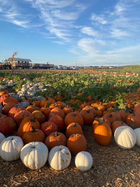 Nature, Fall Aesthetic Pics, Aesthetic Pumpkin Patch, Pumpkin Patch Aesthetic, Patch Aesthetic, Fall Lifestyle, Pumpkin Field, Patch Hole, Fearless Era