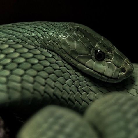 medusa aesthetic Loki Aesthetic, Slytherin Pride, Catty Noir, Slytherin House, Dark Green Aesthetic, Green Snake, Hogwarts Aesthetic, Slytherin Aesthetic, Harry Potter Aesthetic